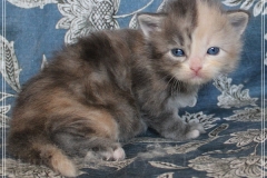 Windy-Liebeshof-3-Wochen-alt-blue-torbie-white-silver-www.sibirische-katzen-hamburg.de-I