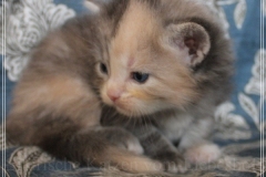Windy-Liebeshof-3-Wochen-alt-blue-torbie-white-silver-www.sibirische-katzen-hamburg.de-II