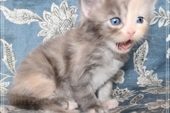 Windy-Liebeshof-3-Wochen-alt-blue-torbie-white-silver-www.sibirische-katzen-hamburg.de-III