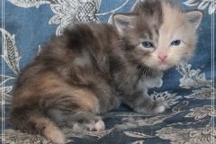 Windy-Liebeshof-3-Wochen-alt-blue-torbie-white-silver-www.sibirische-katzen-hamburg.de_