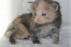 Windy-Liebeshof-4-Wochen-alt-blue-torbie-white-silver-www.sibirische-katzen-hamburg.de-I