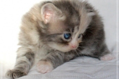 Windy-Liebeshof-4-Wochen-alt-blue-torbie-white-silver-www.sibirische-katzen-hamburg.de-II