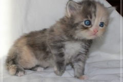 Windy-Liebeshof-4-Wochen-alt-blue-torbie-white-silver-www.sibirische-katzen-hamburg.de-III
