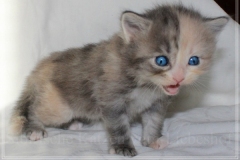 Windy-Liebeshof-4-Wochen-alt-blue-torbie-white-silver-www.sibirische-katzen-hamburg.de-V