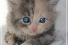 Windy-Liebeshof-4-Wochen-alt-blue-torbie-white-silver-www.sibirische-katzen-hamburg.de-VI