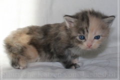 Windy-Liebeshof-4-Wochen-alt-blue-torbie-white-silver-www.sibirische-katzen-hamburg.de_