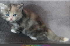 Windy-Liebeshof-5-Wochen-alt-blue-torbie-white-silver-www.sibirische-katzen-hamburg.de-I