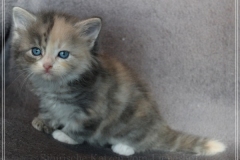 Windy-Liebeshof-5-Wochen-alt-blue-torbie-white-silver-www.sibirische-katzen-hamburg.de-II