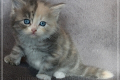 Windy-Liebeshof-5-Wochen-alt-blue-torbie-white-silver-www.sibirische-katzen-hamburg.de-III