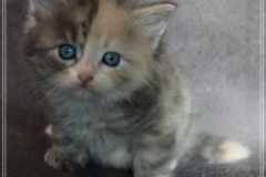 Windy-Liebeshof-5-Wochen-alt-blue-torbie-white-silver-www.sibirische-katzen-hamburg.de-IV