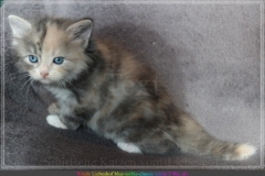 Windy-Liebeshof-5-Wochen-alt-blue-torbie-white-silver-www.sibirische-katzen-hamburg.de_