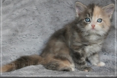 Windy-Liebeshof-7-Wochen-alt-blue-torbie-white-silver-www.sibirische-katzen-hamburg.de-I