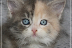 Windy-Liebeshof-7-Wochen-alt-blue-torbie-white-silver-www.sibirische-katzen-hamburg.de-II-Portrait-DBE-Altai