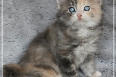 Windy-Liebeshof-7-Wochen-alt-blue-torbie-white-silver-www.sibirische-katzen-hamburg.de-III-DBE-Altai