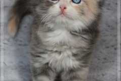 Windy-Liebeshof-7-Wochen-alt-blue-torbie-white-silver-www.sibirische-katzen-hamburg.de-IV