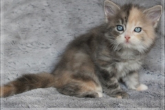 Windy-Liebeshof-7-Wochen-alt-blue-torbie-white-silver-www.sibirische-katzen-hamburg.de_