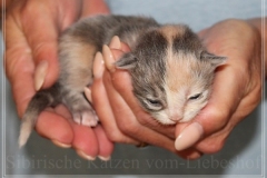 Windy-Liebeshof-8-Tage-alt-blue-torbie-white-www.sibirische-katzen-hamburg.de-Dominat-blue-Eyes-1