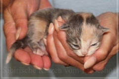Windy-Liebeshof-8-Tage-alt-blue-torbie-white-www.sibirische-katzen-hamburg.de-Dominat-blue-Eyes-2