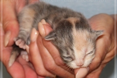 Windy-Liebeshof-8-Tage-alt-blue-torbie-white-www.sibirische-katzen-hamburg.de-Dominat-blue-Eyes-3