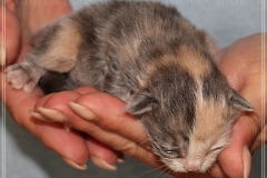 Windy-Liebeshof-8-Tage-alt-blue-torbie-white-www.sibirische-katzen-hamburg.de-Dominat-blue-Eyes-4