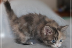Windy-Liebeshof-8-Wochen-alt-blue-torbie-white-silver-www.sibirische-katzen-hamburg.de-I