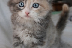 Windy-Liebeshof-8-Wochen-alt-blue-torbie-white-silver-www.sibirische-katzen-hamburg.de-II