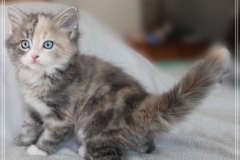 Windy-Liebeshof-8-Wochen-alt-blue-torbie-white-silver-www.sibirische-katzen-hamburg.de-III