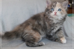 Windy-Liebeshof-8-Wochen-alt-blue-torbie-white-silver-www.sibirische-katzen-hamburg.de_