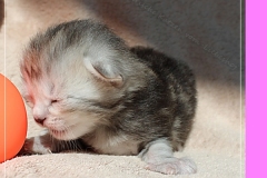 Zoma-Yalia-Liebeshof-black-silver-golden-classic-tabby-14-Tage-alt-www.sibirische-katzen-hamburg.de-III
