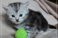 Zoma-Yalia-Liebeshof-black-silver-golden-classic-tabby-4-Wochen-alt-www.sibirische-katzen-hamburg.de_